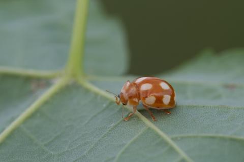 Calvia decemguttata