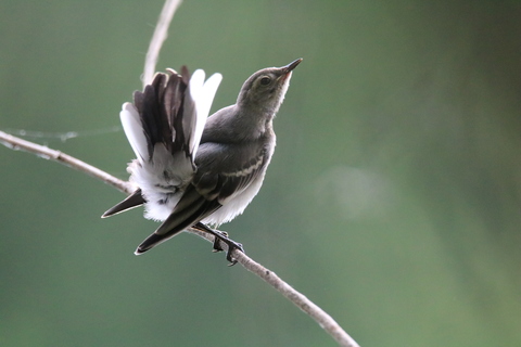  Bergeronnette des ruisseaux - Motacilla cinerea