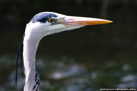 Héron cendré - Ardea cinerea