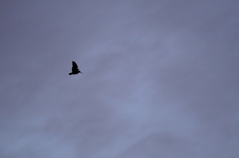 Bécasse des bois - Scolopax rusticola