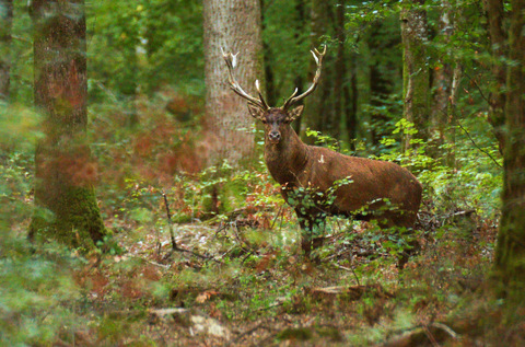 Cerf élaphe - Cervus elaphus