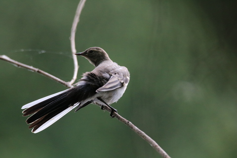 Bergeronnette des ruisseaux - Motacilla cinerea