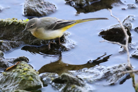 BERGERONNETTE DES RUISSEAUX