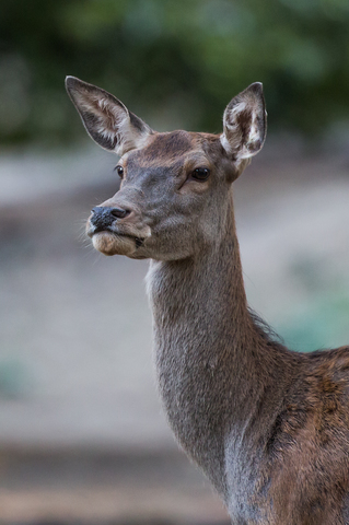 Biche, forêt de Boutissaint