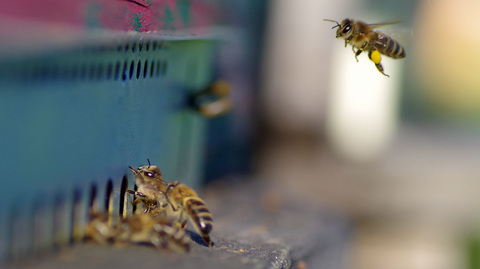 Bien trop tôt pour ces belles abeilles