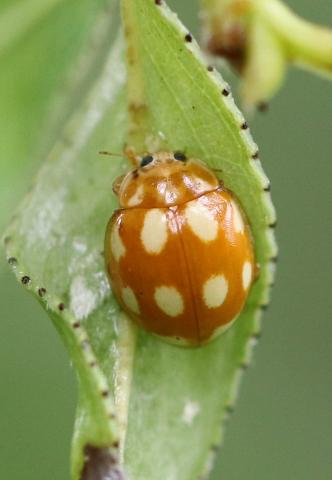 Calvia decemguttata