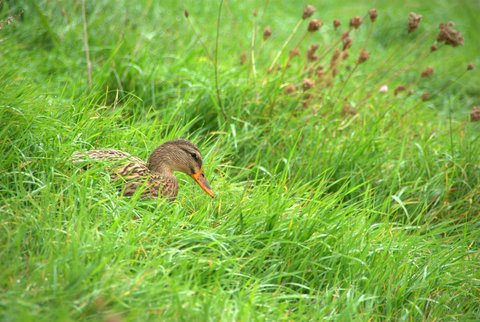 Canard colvert (Anas platyrhynchos)