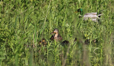 Canard colvert la famille au complet