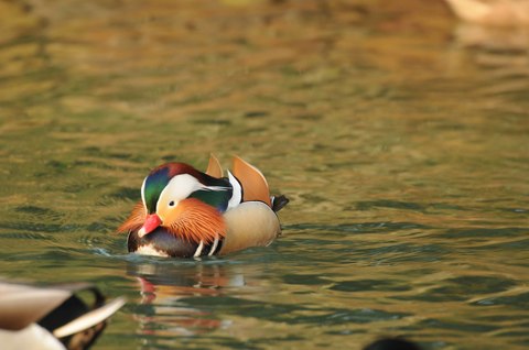 Canard mandarin - Aix galericulata