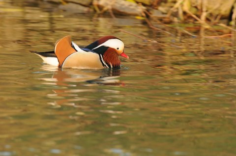 Canard mandarin - Aix galericulata