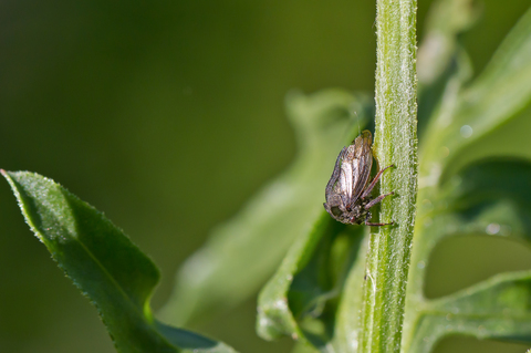 Centrotus cornutus