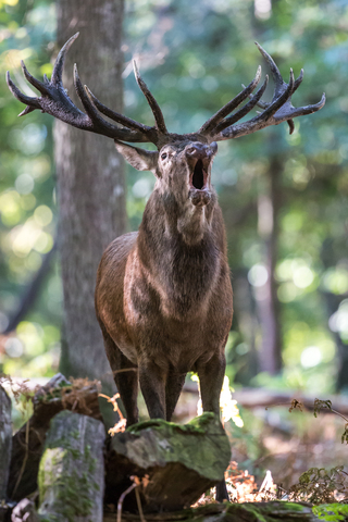 Cerf élaphe, forêt de Boutissaint