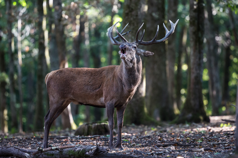 Cerf élaphe, forêt de Boutissaint