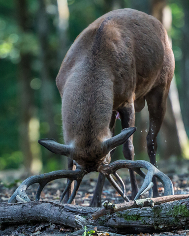 Cerf élaphe, forêt de Boutissaint