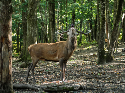 Cerf élaphe, forêt de Boutissaint