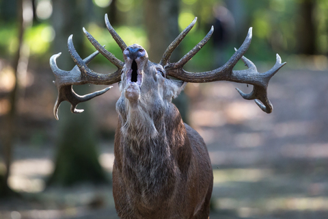 Cerf élaphe, forêt de Boutissaint