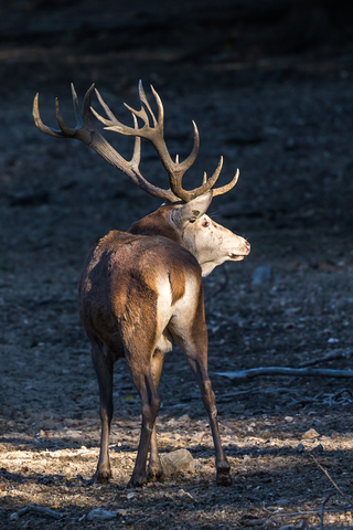 Cerf élaphe, forêt de Boutissaint