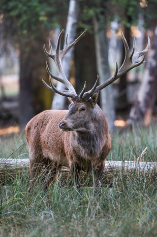 Cerf élaphe, forêt de Boutissaint