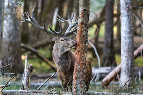 Cerf élaphe, forêt de Boutissaint