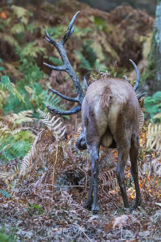 Cerf élaphe, forêt de Boutissaint