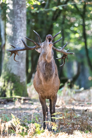 Cerf élaphe, forêt de Boutissaint