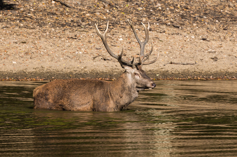 Cerf élaphe, forêt de Boutissaint