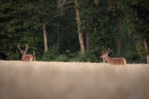 Cerfs en velours au gagnage