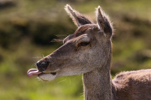 Cervus elaphus