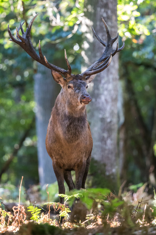 Cervus elaphus