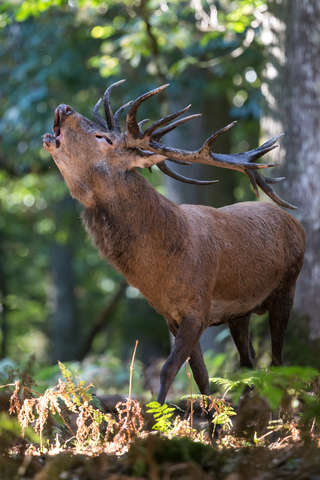 Cervus elaphus