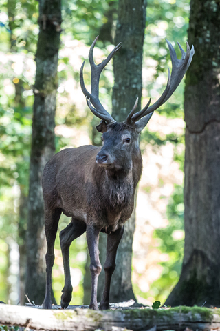 Cervus elaphus