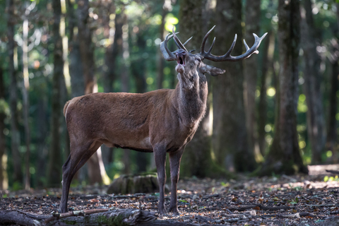 Cervus elaphus