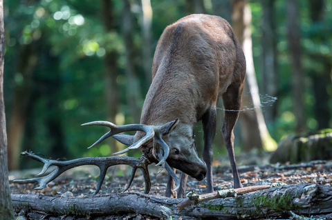 Cervus elaphus