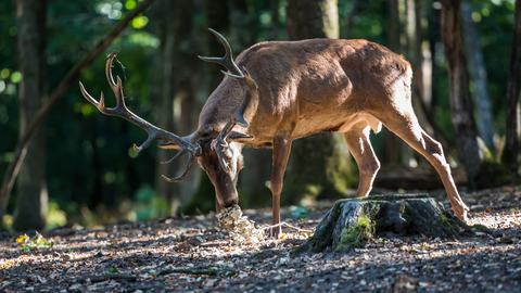 Cervus elaphus