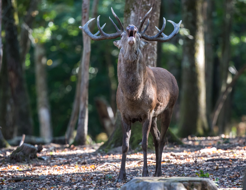 Cervus elaphus