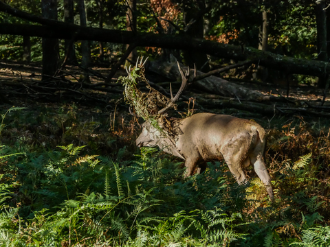 Cervus elaphus