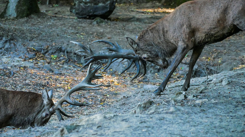 Cervus elaphus