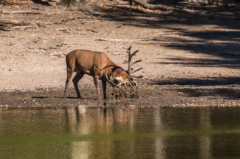 Cervus elaphus