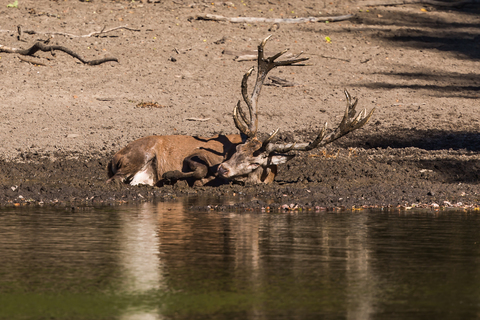 Cervus elaphus