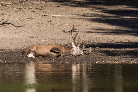 Cervus elaphus