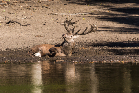 Cervus elaphus