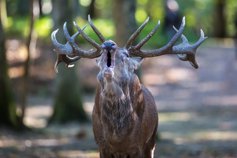 Cervus elaphus