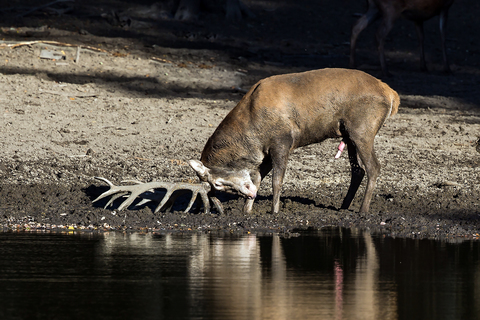 Cervus elaphus