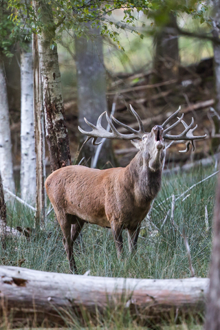 Cervus elaphus