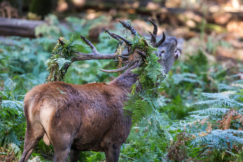 Cervus elaphus