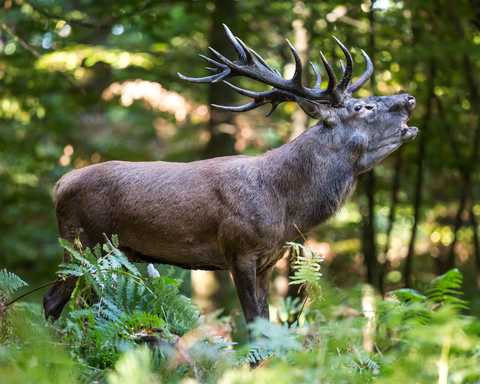 Cervus elaphus