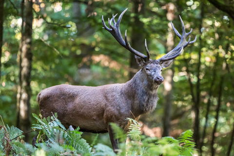 Cervus elaphus