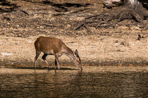 Cervus elaphus