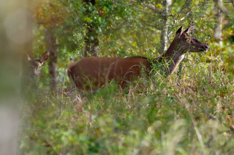 Cette biche grignotte de feuilles en feuilles