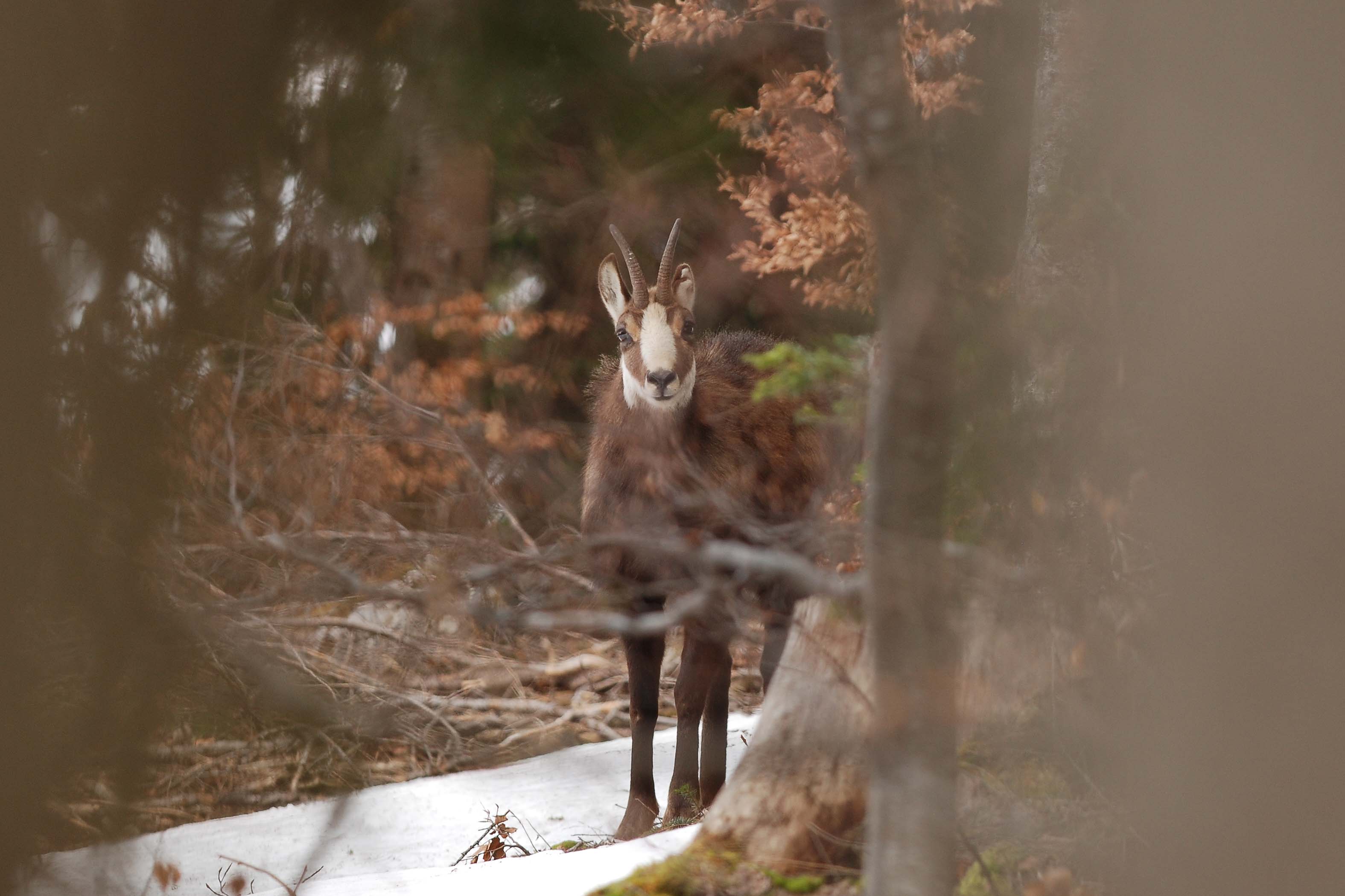 Jeune chamois - young chamois, Rupicapra rupicapra (Caprina…